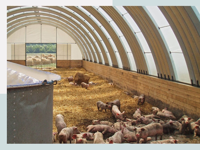 Строительство свинарников в Кирове